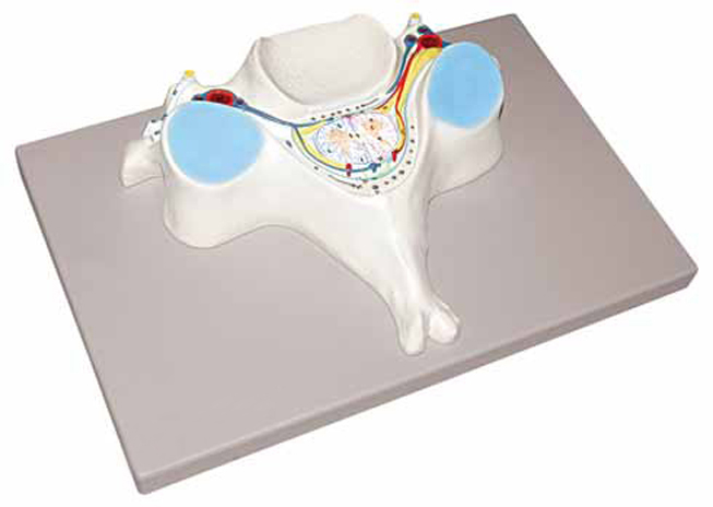 5th Cervical Vertebra